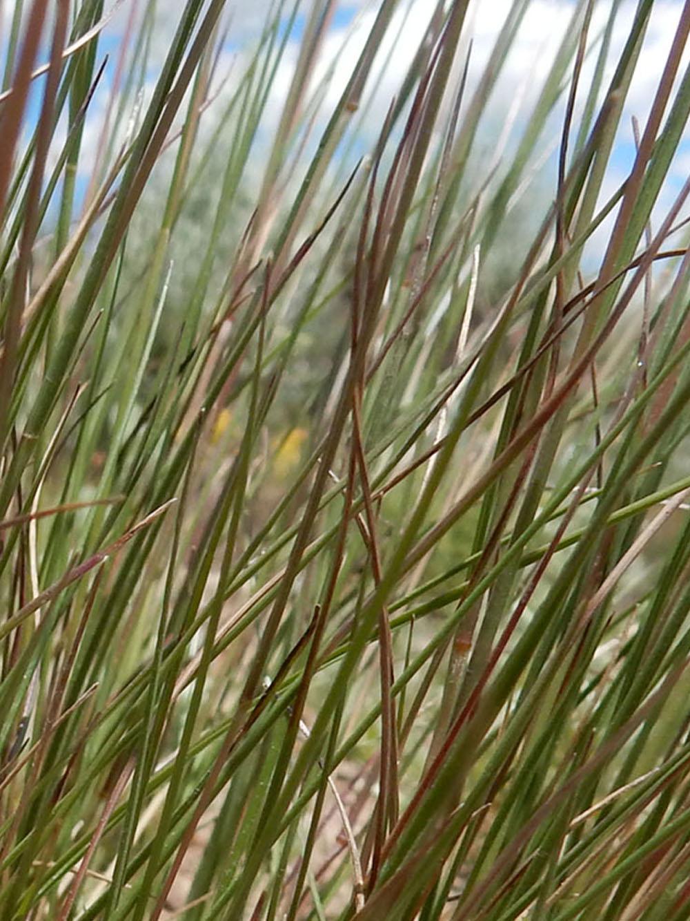 Fringed Bromegrass